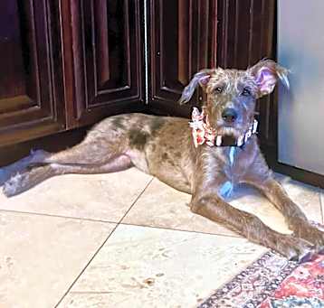 Photo of Nala
