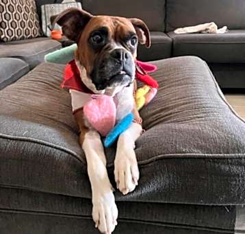 Photo of Bailey