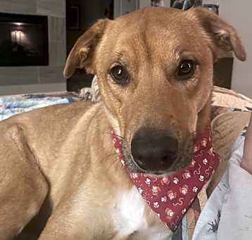 Photo of Bear  - AVAILABLE