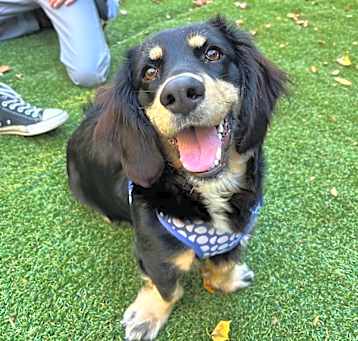 Photo of Slinky
