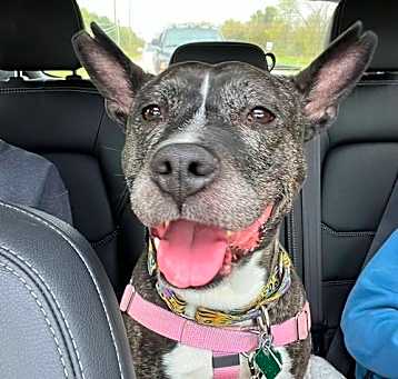 Photo of Twila *SWEETEST GIRL*TRANSPORTATION AVAILABLE*