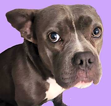 Photo of Treat