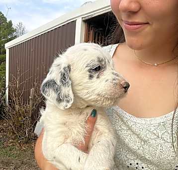 Photo of Snowball