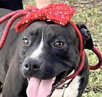 Photo of Petunia