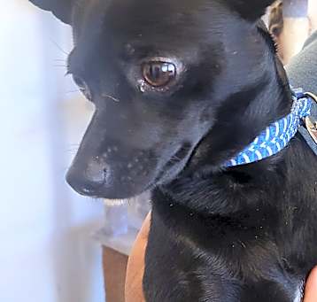 Photo of Houdini