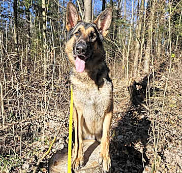 Photo of Atlas