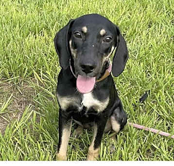 Photo of Tater
