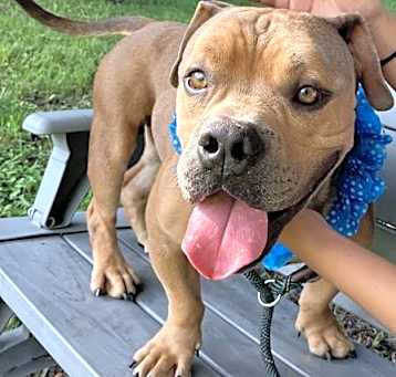 Photo of Tonka