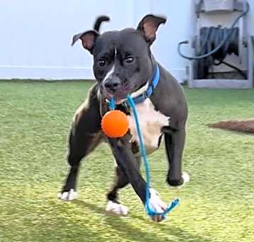 Photo of Remy