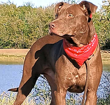 Photo of Brownie - Loves to play Fetch