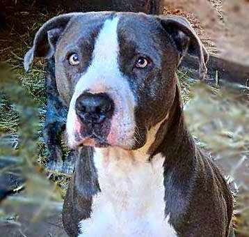 Photo of Buddy