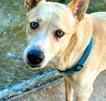 Photo of Sheba