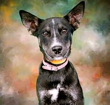 Photo of Vixen