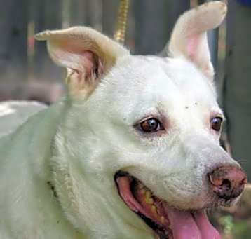 Photo of Shelby