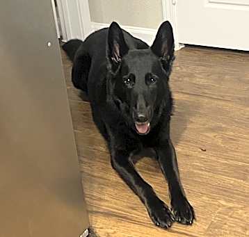 Photo of Baxter