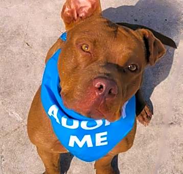Photo of Ace - Adoption fee fully sponsored!