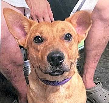 Photo of Koda  (Red Dog)