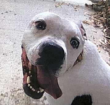 Photo of Chico *