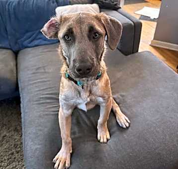 Photo of Dexter