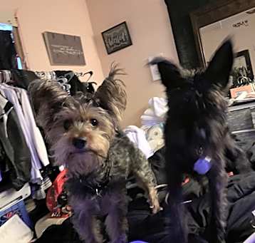 Photo of Little rock & B.B Arkansas puppies