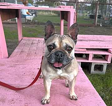 Photo of Chombi