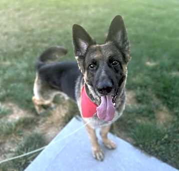 Photo of Chief