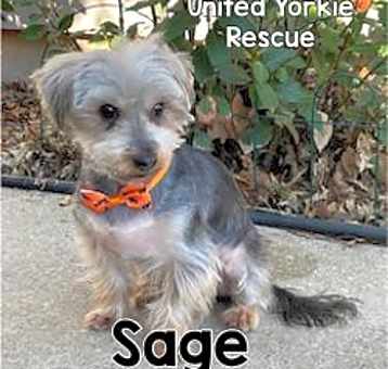 Photo of Sage