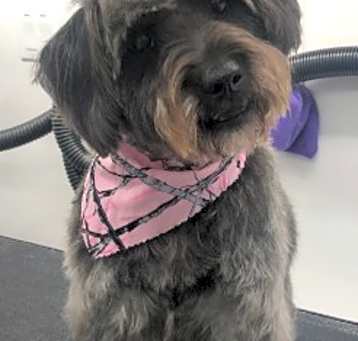 Photo of Suri