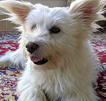 Photo of Miko