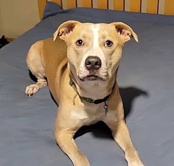 Photo of Loki
