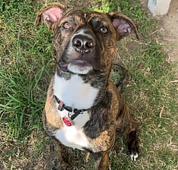 Photo of Koda