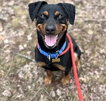 Photo of Sparky