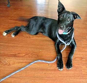 Photo of Willow