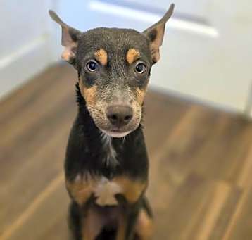 Photo of Ollie