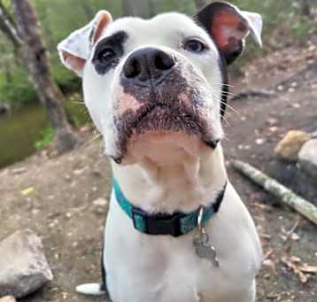 Photo of Olive (Courtesy Post)