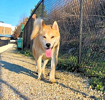 Photo of Hopper