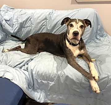 Photo of Hookah (in Foster)