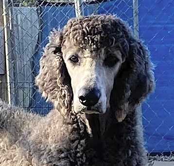 Photo of Blaze Oct 24 - in foster in Wilmington NC