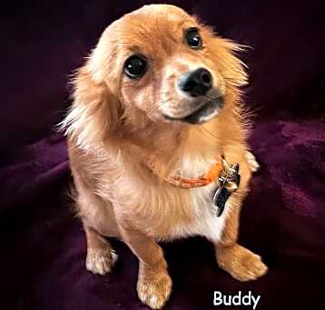 Photo of Buddy