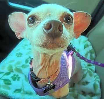 Photo of Pinky