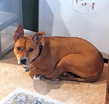 Photo of CHARLIE