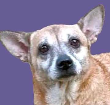 Photo of Lady