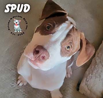 Photo of The Potato Litter:  Spud