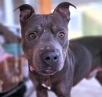 Photo of Front Porch Freddy