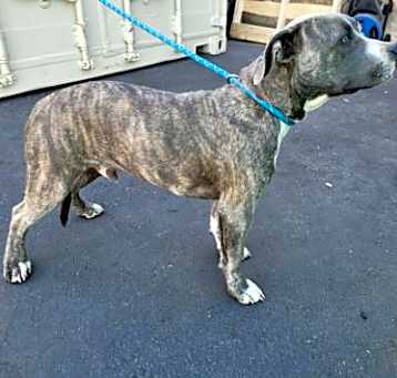 Photo of BRINDLE