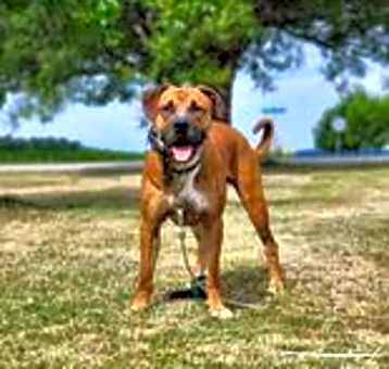 Photo of Hank