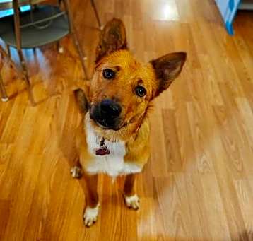 Photo of Apollo