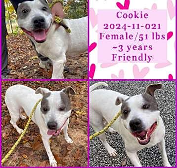 Photo of 2024-11-021 *Cookie*