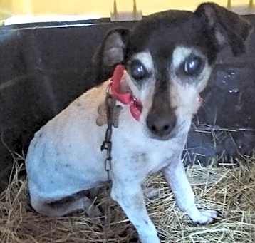 Photo of Cookie