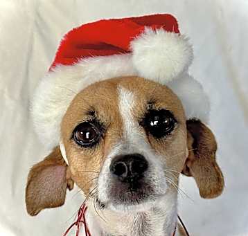Photo of Daisy